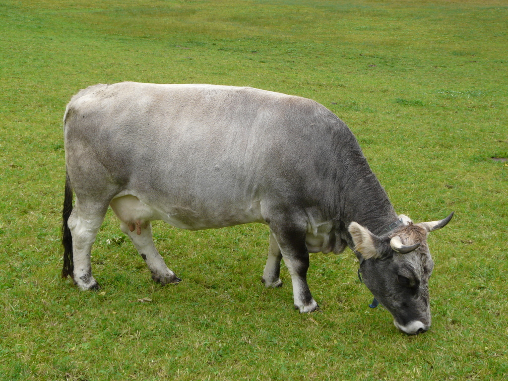 Image of Cow