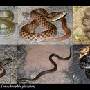 Image of Checkered Keelback Snake