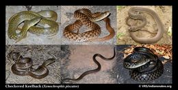 Image of Checkered Keelback Snake