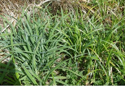 Image of bigleaf sedge