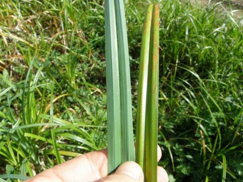 Sivun Carex amplifolia Boott kuva