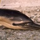 Image of common dolphins