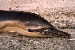 Слика од обичен делфин