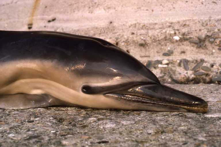 Слика од обичен делфин