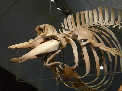 Image of Cuvier's Beaked Whale