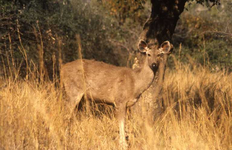 Image of Sambar