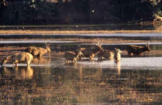 Image of Sambar