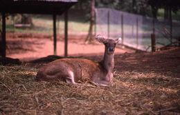 Image of Sambar