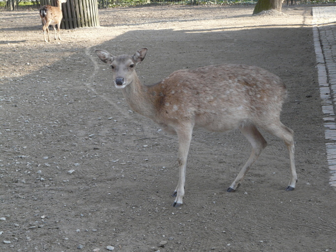 Слика од Cervus nippon pseudaxis Gervais 1841