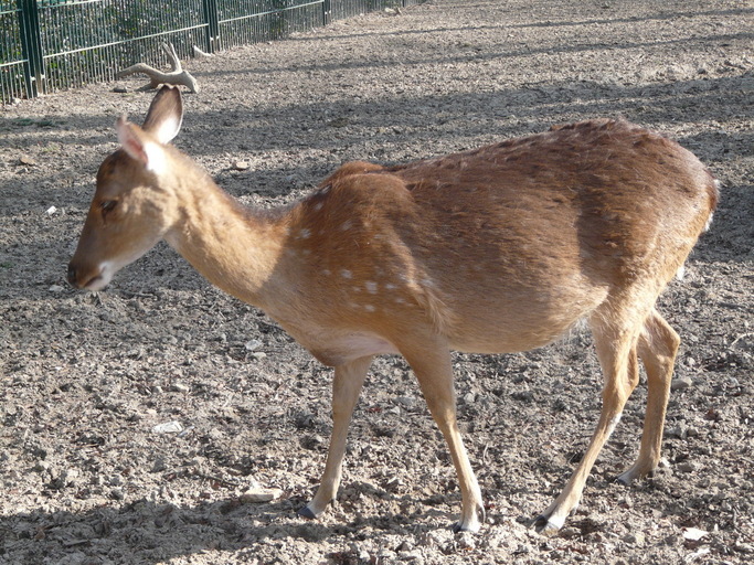 Слика од Cervus nippon pseudaxis Gervais 1841