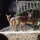 Image of Formosan sika deer