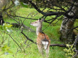 Image of sika deer