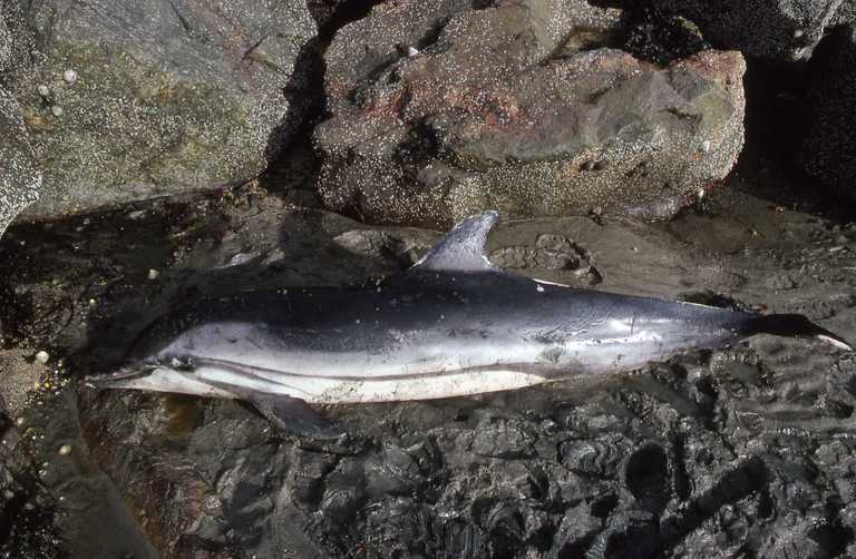 Image of Blue-white Dolphin