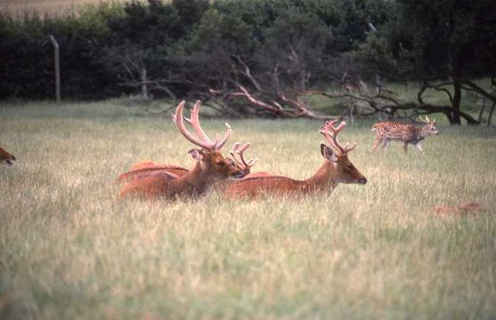 Image of Swamp Deer