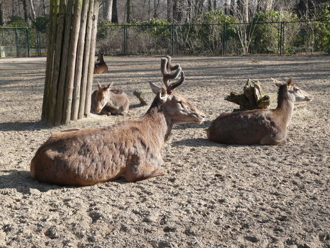 Image of Barbary stag