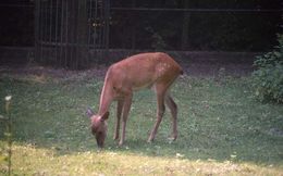 Image of Burmese brow-antlered deer