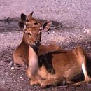 Image of Rucervus eldii thamin Thomas 1918