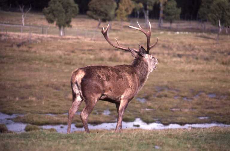 Image of Red Deer