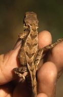 Image of Large Mountain Lizard