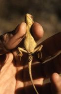 Image of Large Mountain Lizard