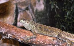 Image of Sailfin Lizard