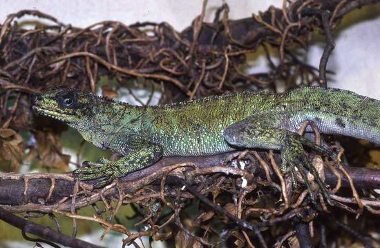 Image of Sailfin Lizard