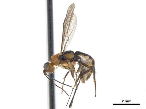 Image of Pedinotus