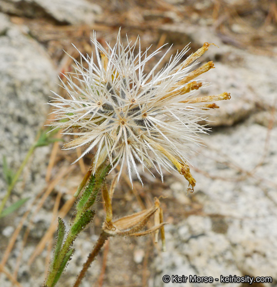 Sivun Carlquistia muirii (A. Gray) B. G. Baldwin kuva