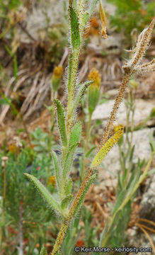 Image of Muir's raillardiopsis