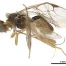 Image of Pseudorhysipolis