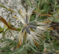 Image of Muir's raillardiopsis