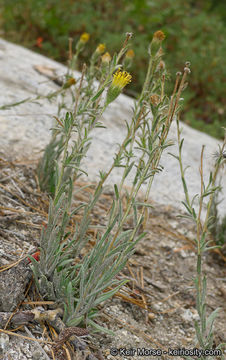 Image of Muir's raillardiopsis