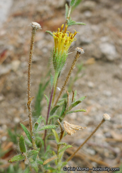 Sivun Carlquistia muirii (A. Gray) B. G. Baldwin kuva