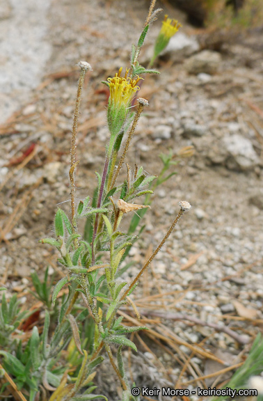 Sivun Carlquistia muirii (A. Gray) B. G. Baldwin kuva