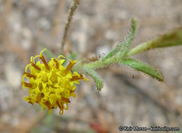 Image of Muir's raillardiopsis