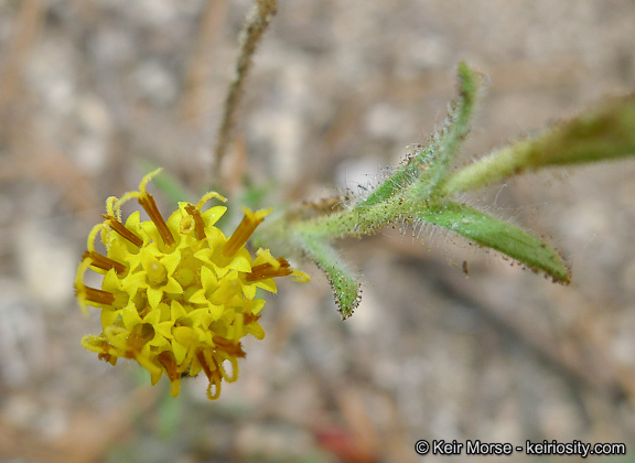 Sivun Carlquistia muirii (A. Gray) B. G. Baldwin kuva