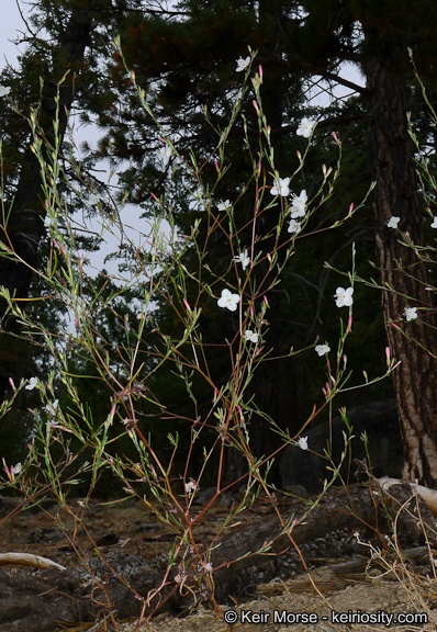 Sivun Gayophytum eriospermum Coville kuva