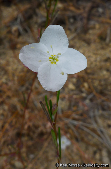 Sivun Gayophytum eriospermum Coville kuva