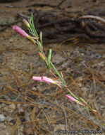 Sivun Gayophytum eriospermum Coville kuva