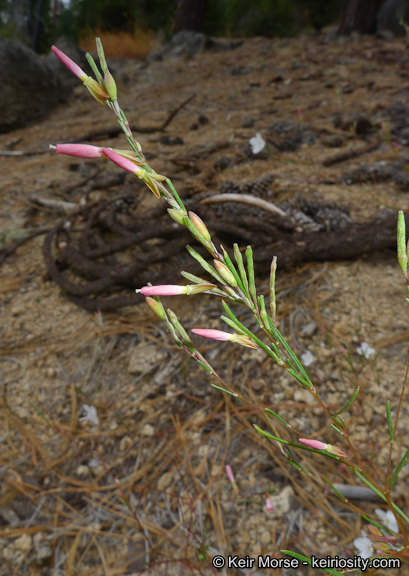 Sivun Gayophytum eriospermum Coville kuva