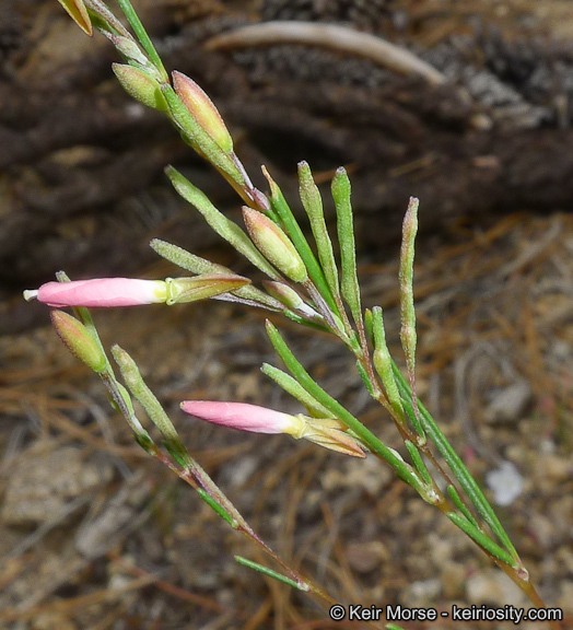 Sivun Gayophytum eriospermum Coville kuva