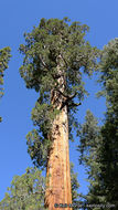 Mamut ağacı resmi