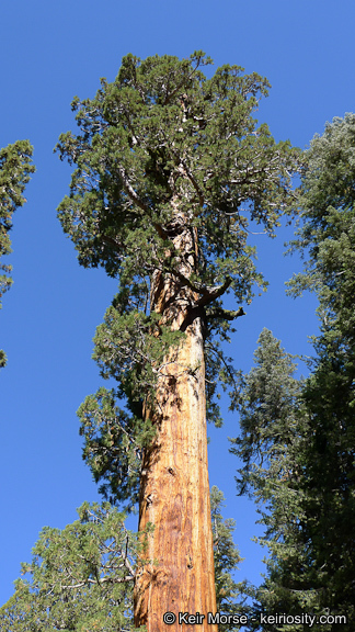Image de Séquoia géant