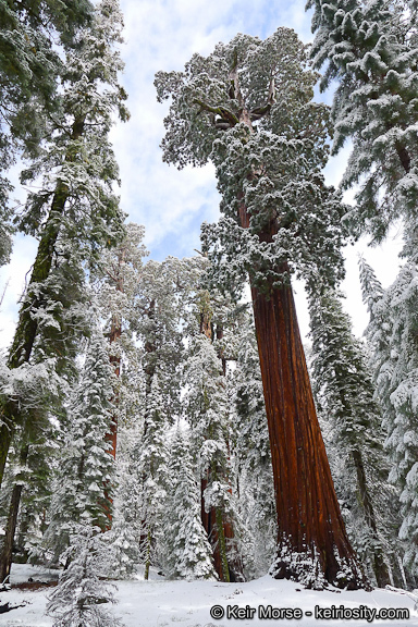 Image de Séquoia géant