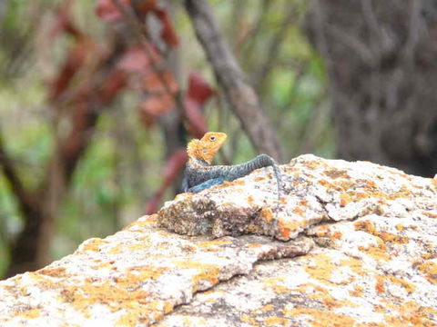 Agama kirkii Boulenger 1885的圖片