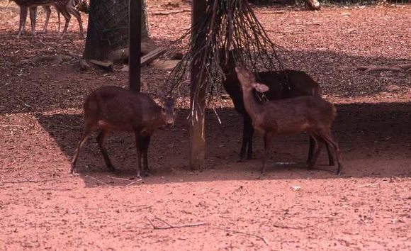 Image of Bawean Deer