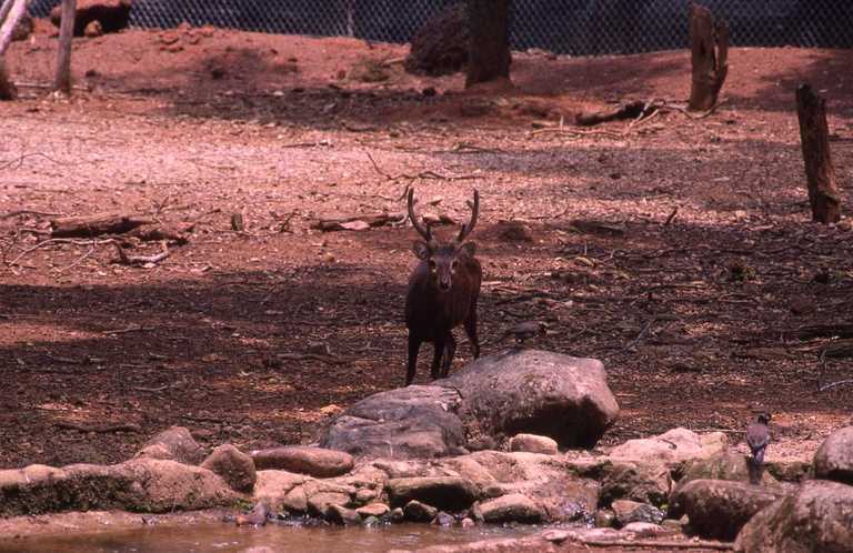 Image of Bawean Deer
