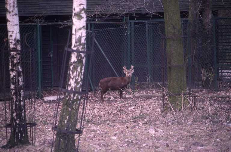 Image of Bawean Deer