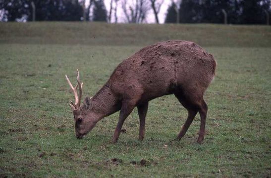 Image de Cerf des Marais