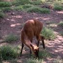 Image of Barking Deer